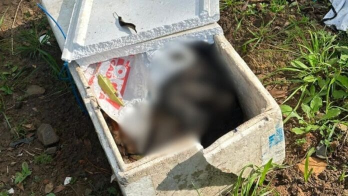 Cães encontrados mortos em Lages