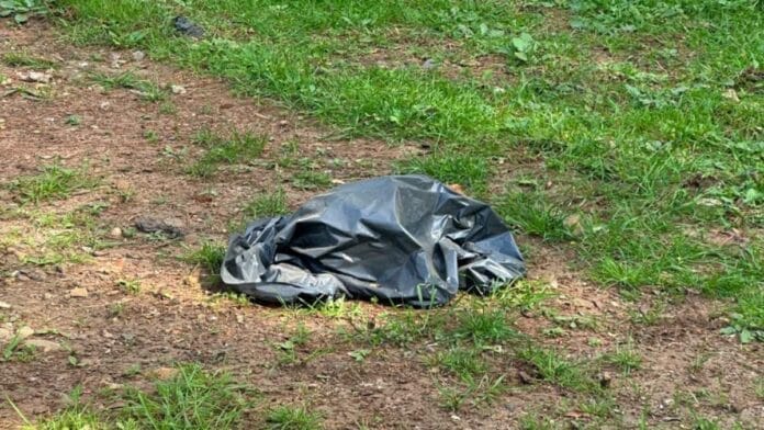 Cães encontrados mortos em Lages