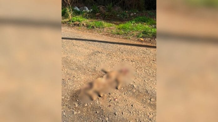 Cães encontrados mortos em Lages