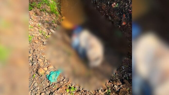 Cães encontrados mortos em Lages