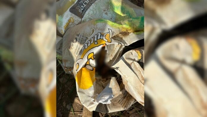 Cães encontrados mortos em Lages