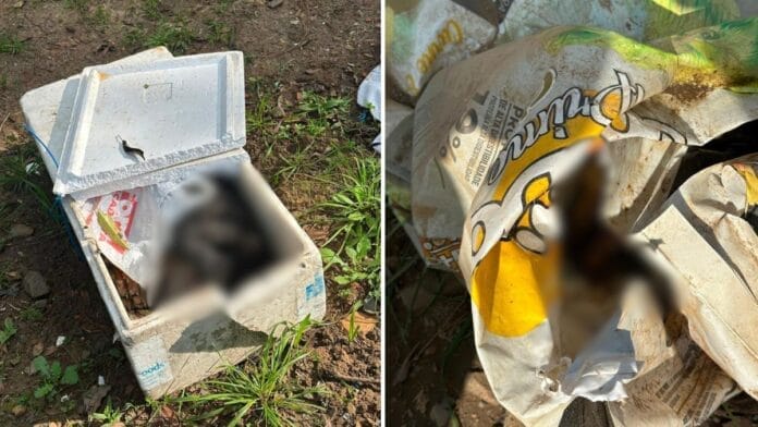 Cães encontrados mortos em Lages