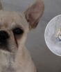 Caso de cachorra que engoliu 55 pedras de crack ganha novo capítulo quatro meses após descoberta em Joinville
