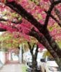 As árvores japonesas plantadas há mais de 20 anos que pintam de rosa as ruas da maior cidade em extensão de SC