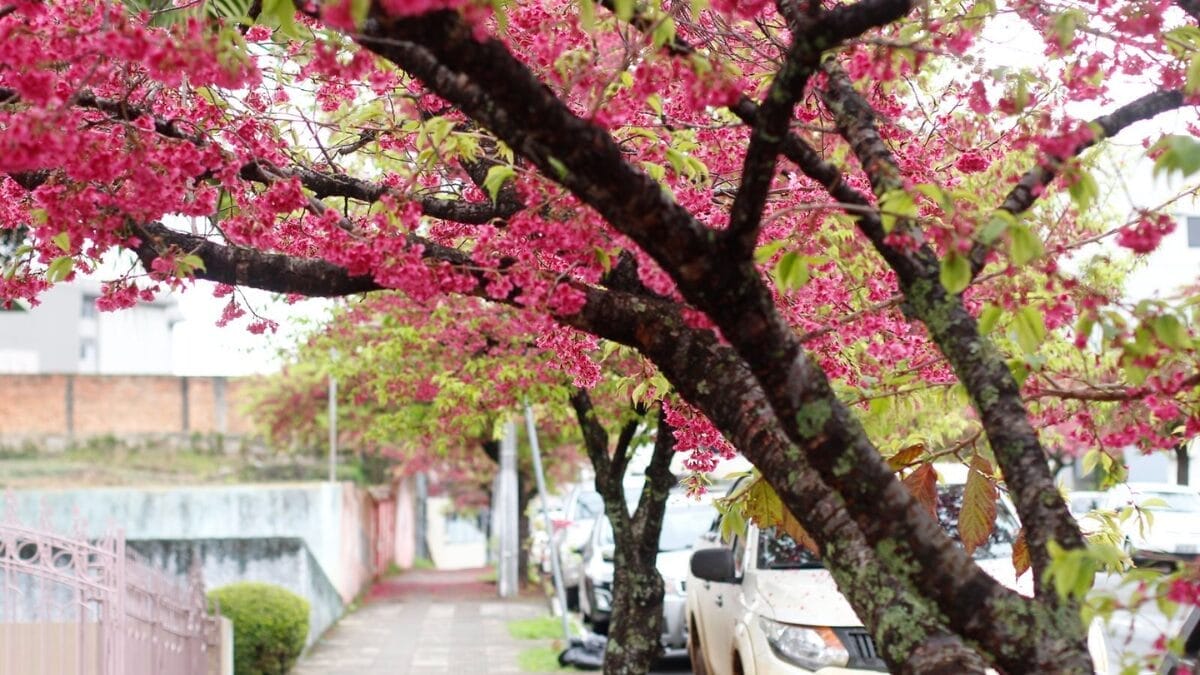 As árvores japonesas plantadas há mais de 20 anos que pintam de rosa as ruas da maior cidade em extensão de SC