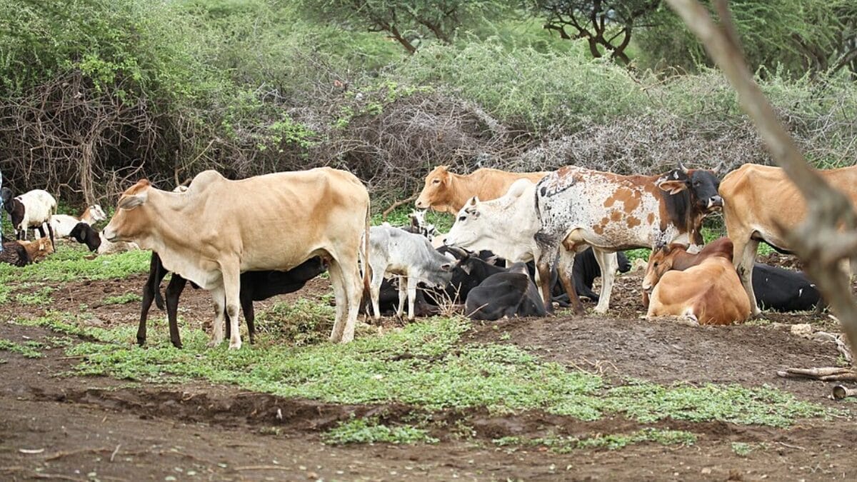 Também foram detectados vestígios de porcos, cavalos, cervos e coelhos, além de sinais mais fracos de ratos e camundongos. Em sua maioria absoluta animais domésticos ou de fazenda. (Foto: Ester Gasper Kimario / Wikimedia Commons)