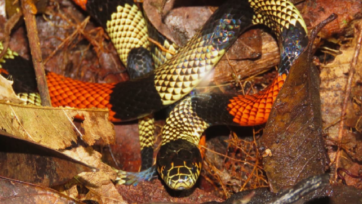 Fóssil brasileiro ajuda pesquisadores a entender a diversidade de hábitos entre as primeiras serpentes (Foto: Gabriel Rondina/ Pexels)