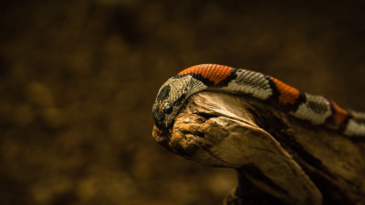 Descoberta no interior de São Paulo revela uma serpente primitiva especializada em escavar o solo (Foto: Dmitry Kharitonov/ Pexels)
