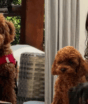 Como a raça define a inteligência do cachorro de Bruna Marquezine