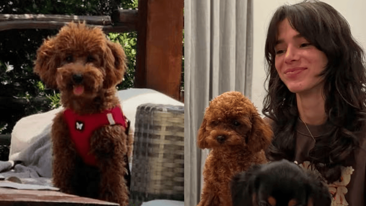 Como a raça define a inteligência do cachorro de Bruna Marquezine