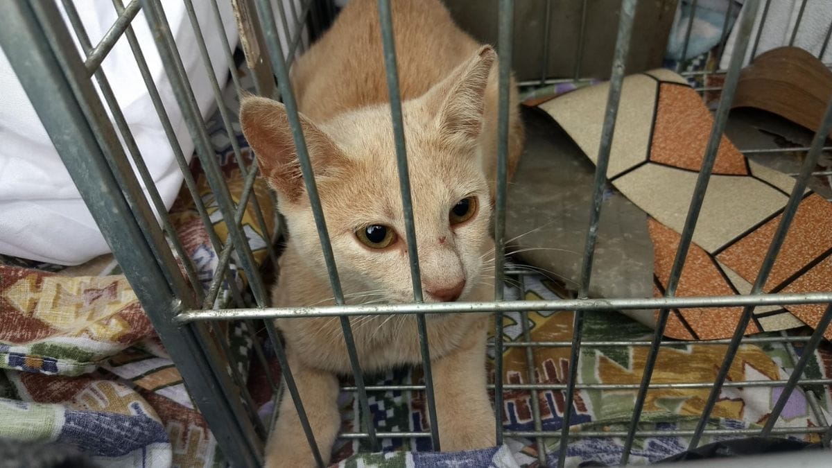 animais são capturados e castrados em joinville