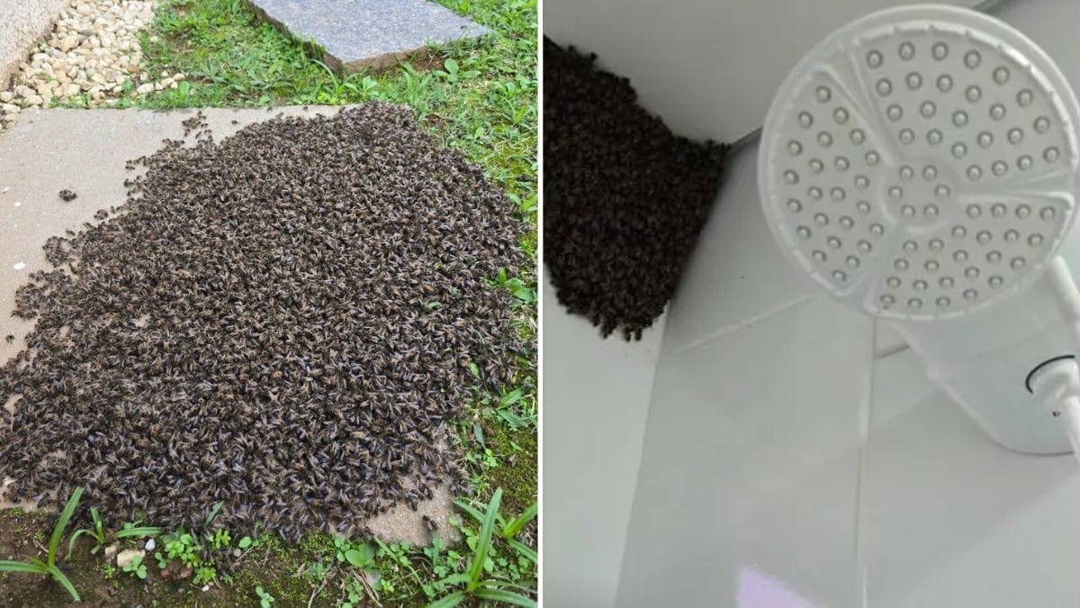 enxame de abelhas
