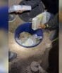 Drogas no galinheiro: mais de 100 quilos de maconha e cocaína são encontrados pela polícia em sítio de SC