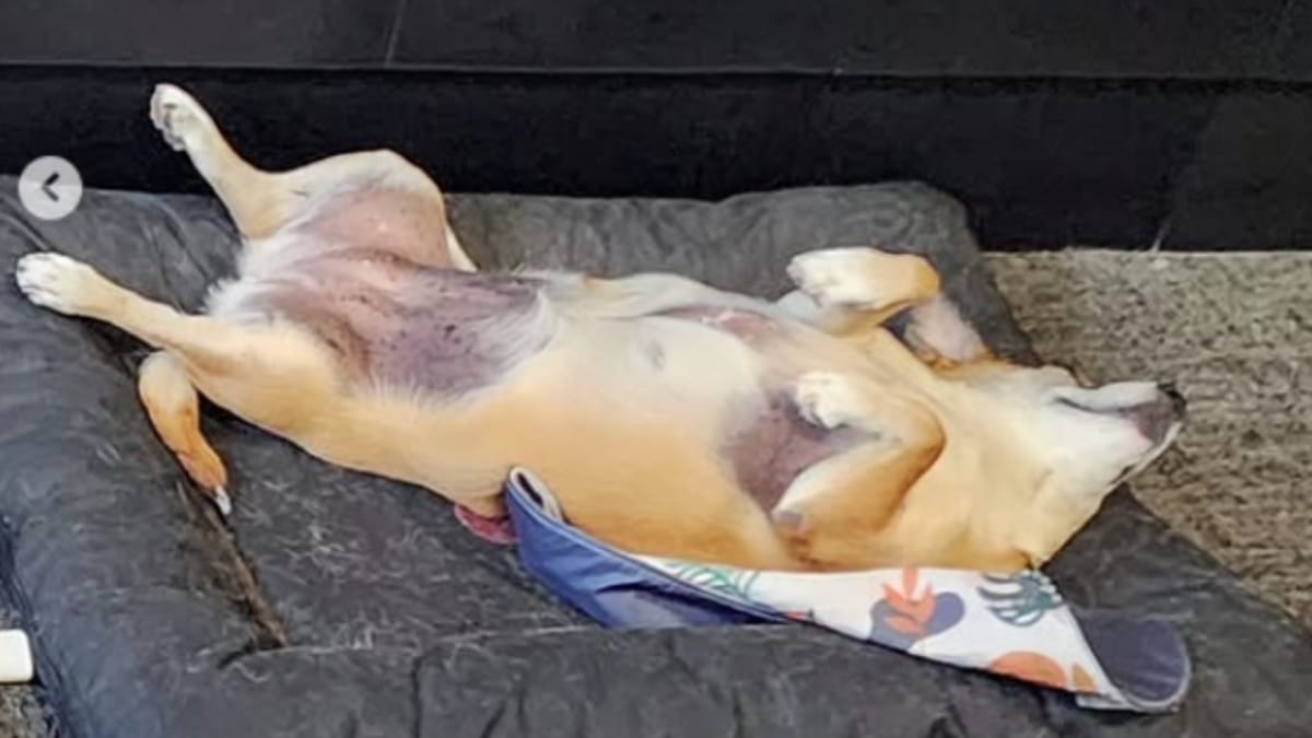 Durante a pandemia, os cães passaram a entrar no prédio e ajudaram a trazer conforto aos funcionários (Foto: Arquivo Pessoal, Ligia Gastaldi)