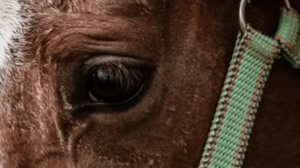 cavalo