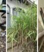 Em meio à falência, unidade da Oi em SC vira cenário de abandono com orelhão jogado e mato alto