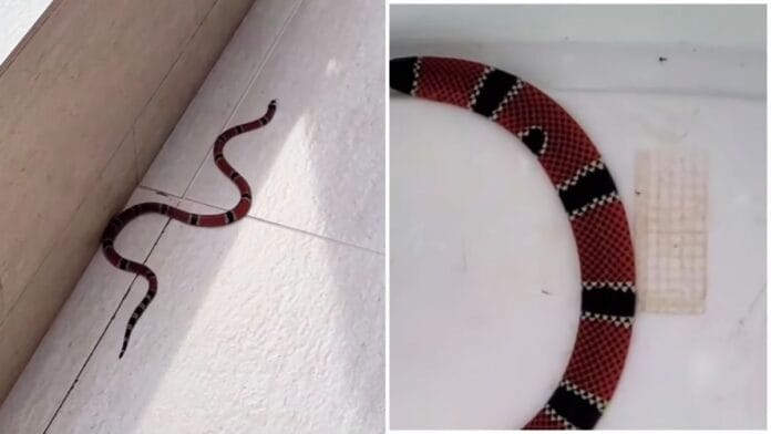 cobra coral verdadeira em jaraguá do sul