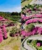 Tapete de azaleias floresce e cria corredor “encantado”  até santuário de 28 metros escondido em SC