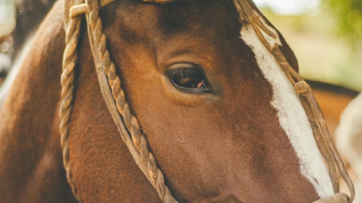cavalo