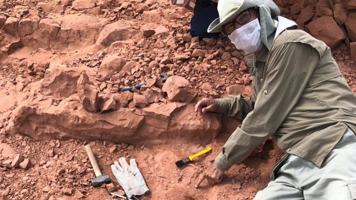 Serpente que viveu há mais de 75 milhões de anos tinha adaptações para viver e se movimentar sob o solo (Foto: William Nava)