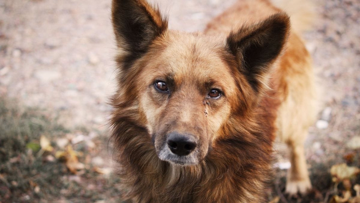 A castração é uma das principais estratégias para o controle populacional de cães e gatos e para reduzir o número de animais em situação de abandono