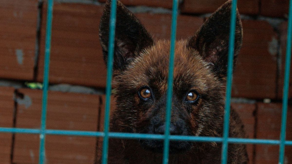 O avanço do criadouro clandestino está entre os problemas que a proposta quer enfrentar, com foco na proteção e no bem-estar dos animais