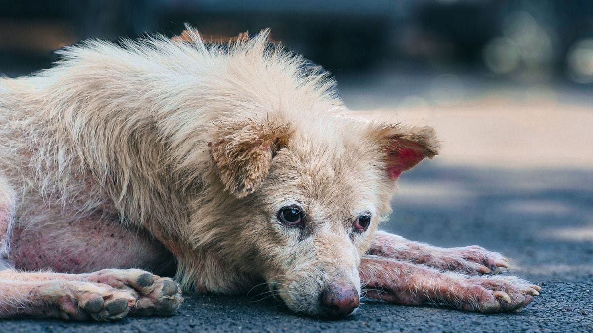 A reprodução desenfreada contribui para o aumento de animais abandonados e para a sobrecarga de abrigos e serviços públicos, segundo a PL 4.855/2026