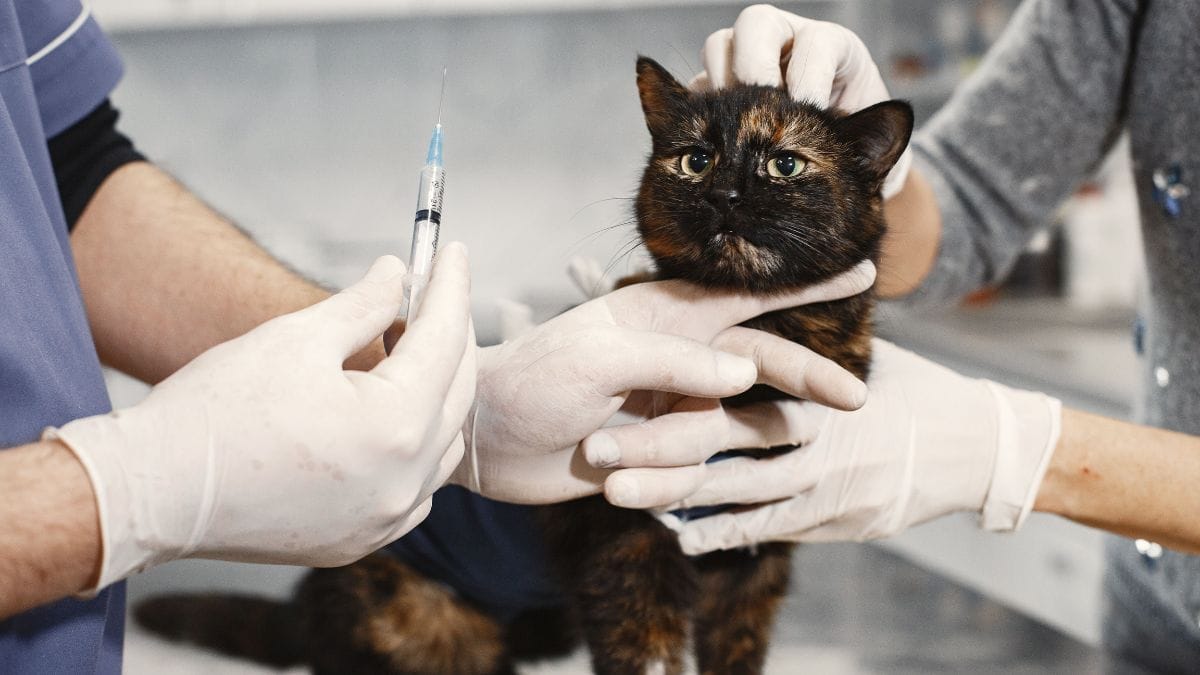 Manter as vacinação em dia é uma medida essencial para proteger os animais contra doenças e reforçar a responsabilidade de tutores, tema presente no debate sobre o PL 4.855/2026