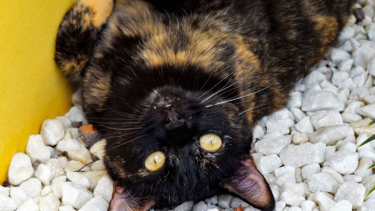 Para quem compra um pet, as novas regras podem significar mais informações sobre o animal e maior segurança na escolha de onde adquirir o companheiro