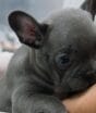 Combate ao comércio irregular de animais de estimação: castração e microchip podem se tornar obrigatórios para venda de pets no Brasil