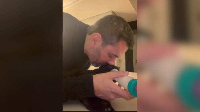 Gato asmático vira sensação na internet com rotina de bombinha e “beijinho” do tutor em Florianópolis