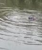 Homem desafia as águas do Rio Cachoeira e mergulho acaba no hospital em Joinville