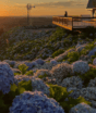 FOTOS: Centenas de hortênsias formam “tapete” azul que encanta visitantes em SC