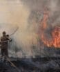 Incêndios atingem milhares de hectares em Mato Grosso e cercam rebanho de 250 animais