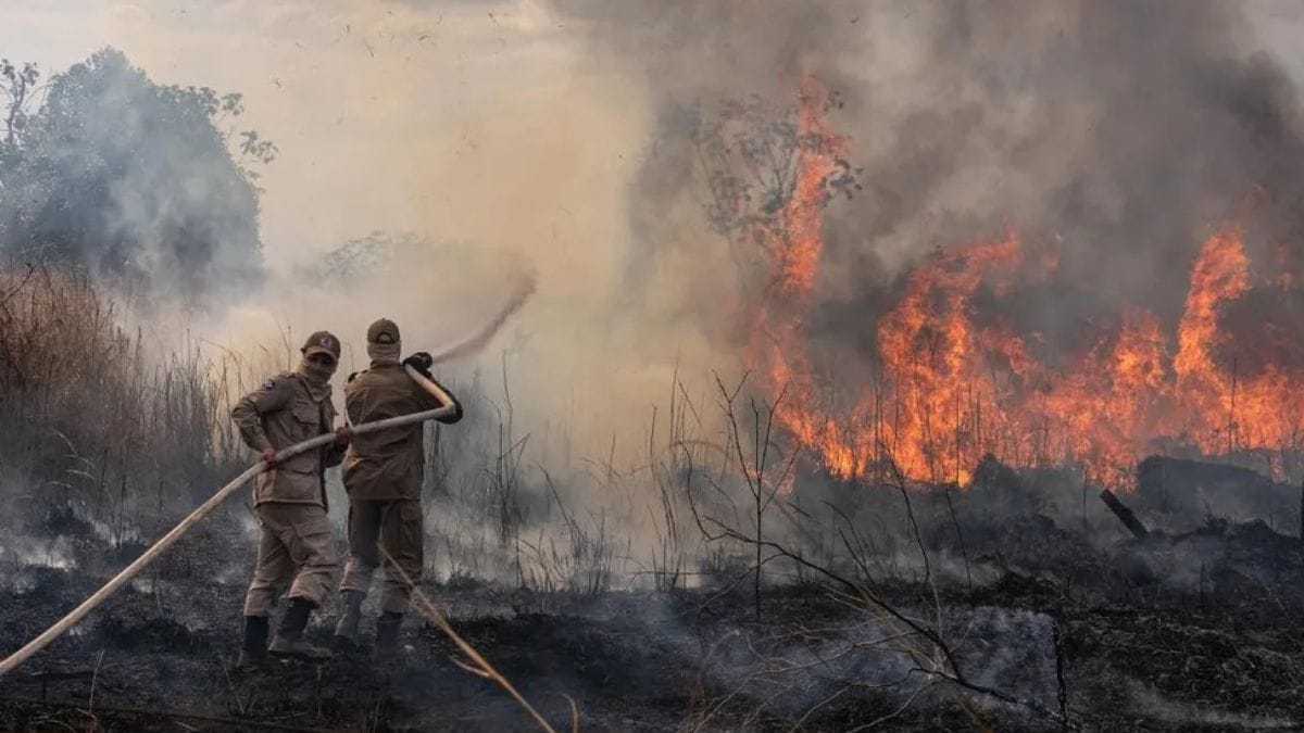 Incêndios florestais (Foto Divulgação Cropo de Bombeiros)