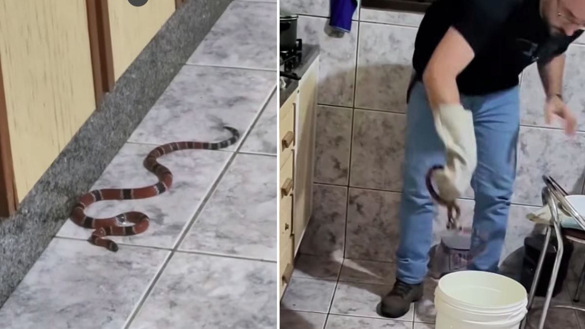 Biólogo Giba conseguiu resgatar o animal (Foto: @biologo.giba, Divulgação)