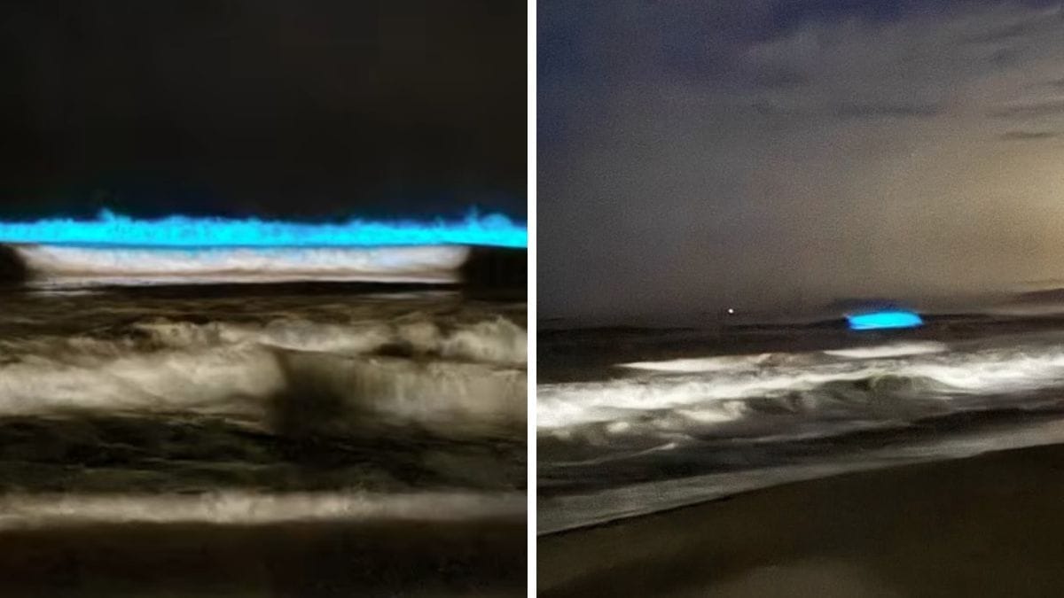 ondas azuis em são francisco do sul