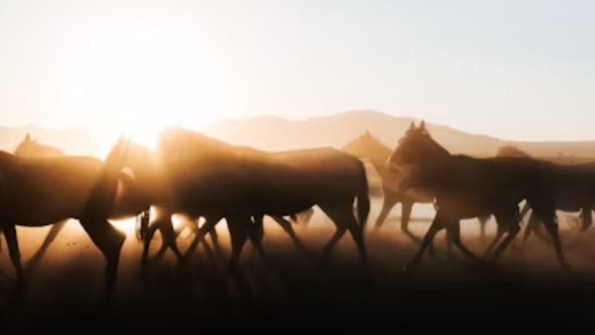 cavalo