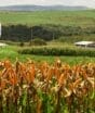 Com déficit de 6 milhões de toneladas, por que SC quer trocar milho do Centro-Oeste pelo do Paraguai