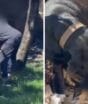 Morador armado com facão mata filhotes de cachorro e crime é flagrado por câmera em Joinville