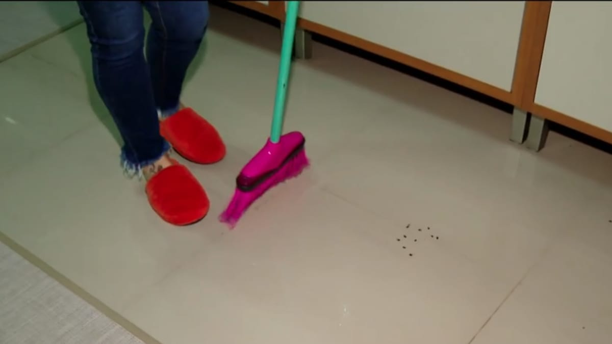 Moradora varrendo moscas (Foto Jornal do Almoço, NSC TV)