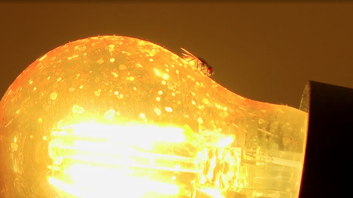 Mosca nas lâmpadas (Foto Jornal do Almoço, NSC TV)
