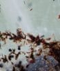 Infestação de moscas vira pesadelo para cidade de SC e impede moradores até de cozinhar
