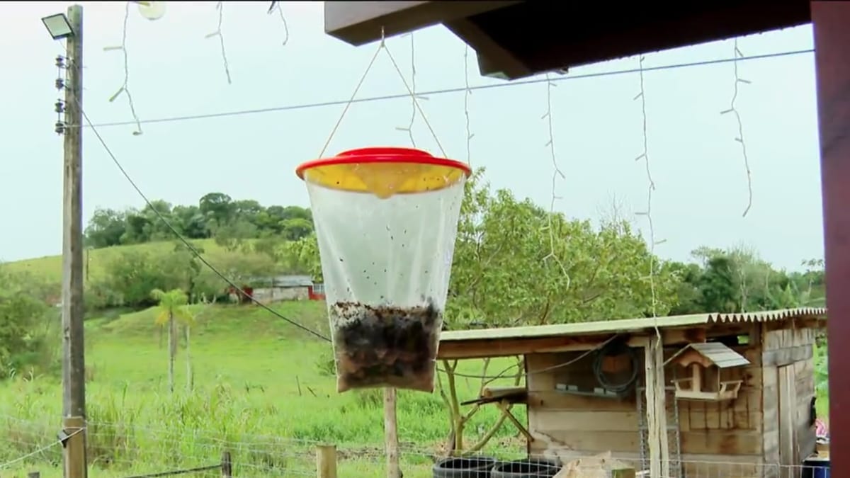 Moscas na armadilha (Foto Jornal do Almoço, NSC TV) 