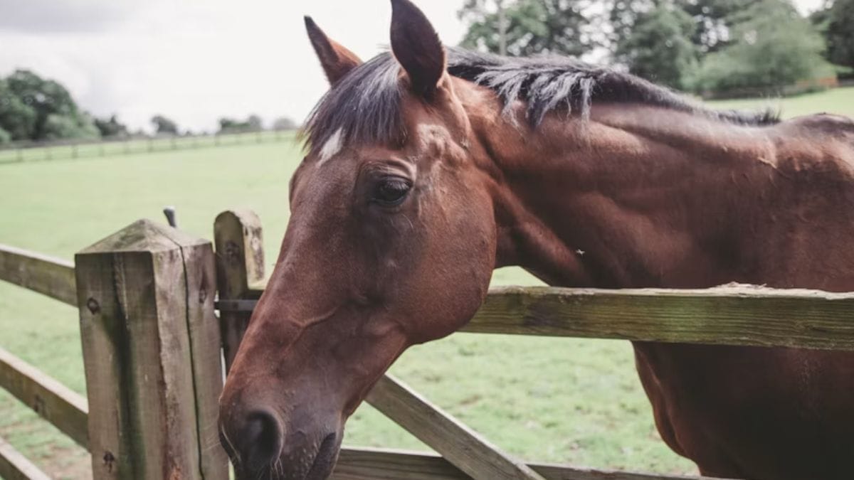 cavalo