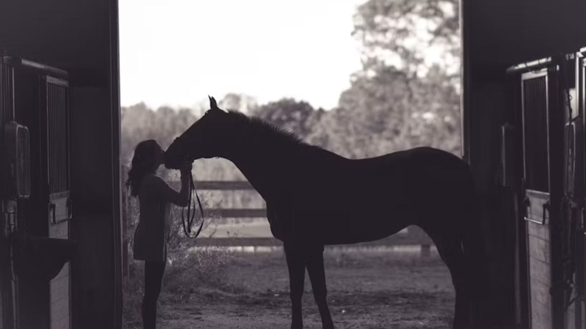 cavalo