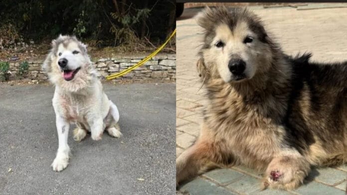 Cora foi resgatada em condições graves após sobreviver ao comércio de carne de cachorro na China (Divulgação: Redes Sociais)