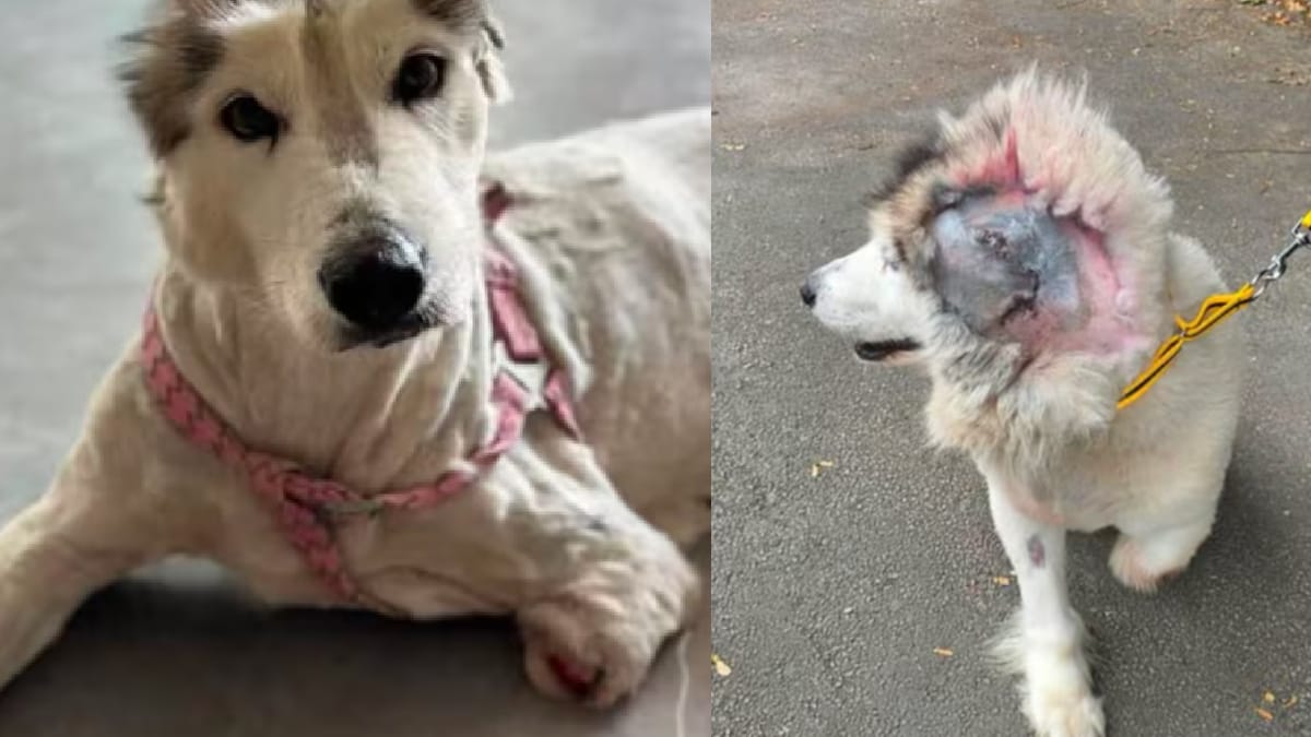 A cachorra Cora sobreviveu a graves ferimentos e agora recebe cuidados para recuperar força e mobilidade (Divulgação: Redes Sociais)