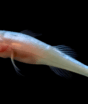 Peixe-demônio sem olhos é descoberto e pode estar entre os mais raros do mundo 