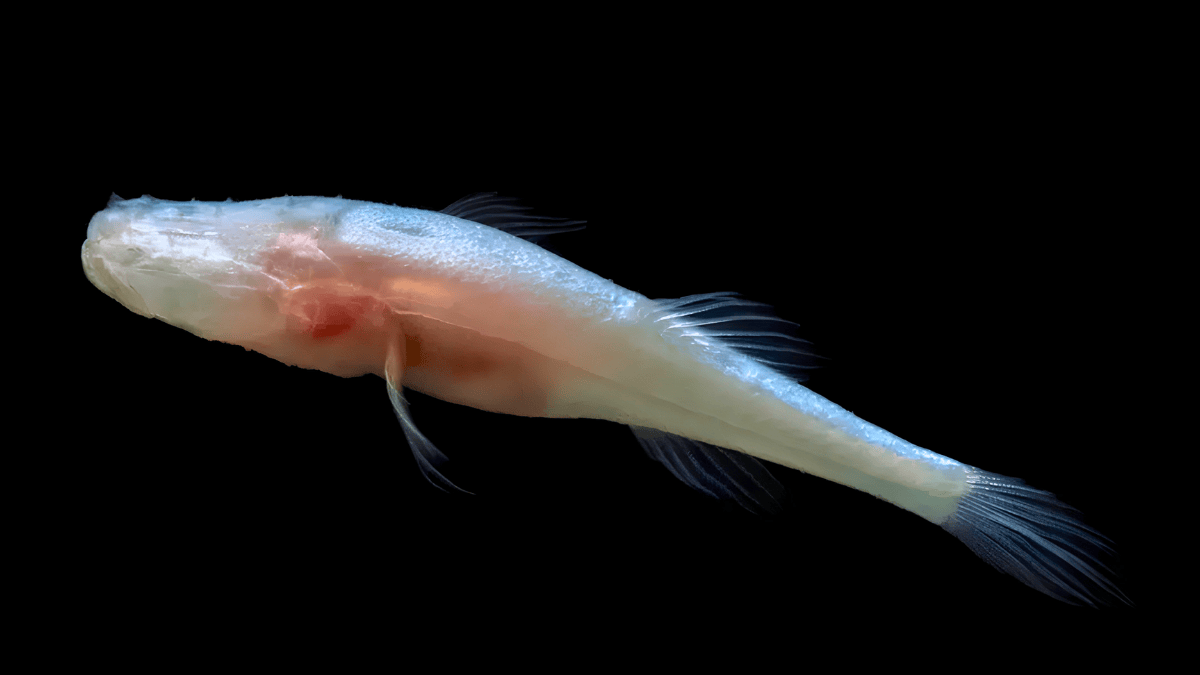 Peixe-demônio sem olhos